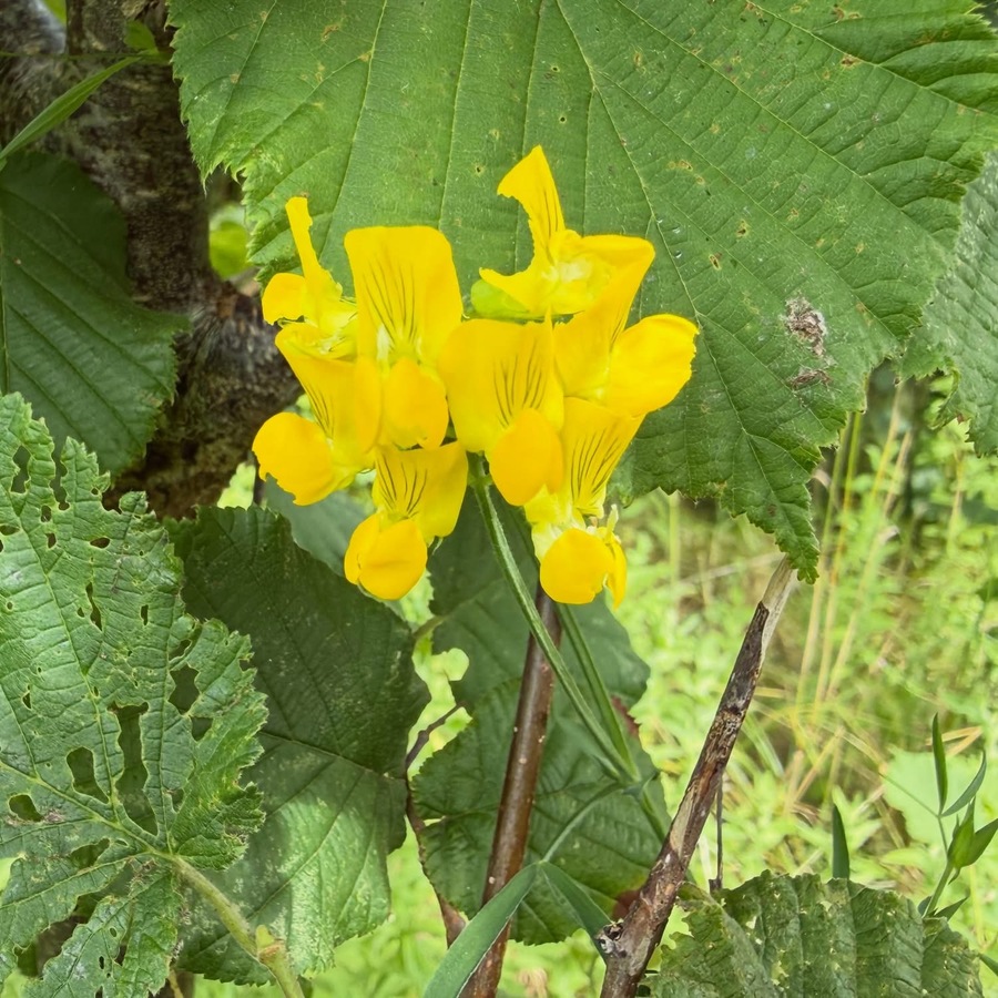 Birds Foot Trefoil